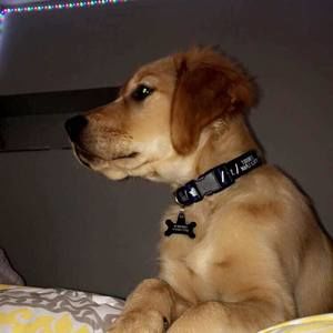 Meet your Posher, Abby